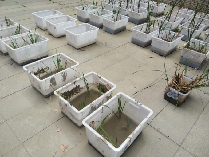 Growing Tote Plastic Bin Boxes , W160 Garden Rectangular Plastic